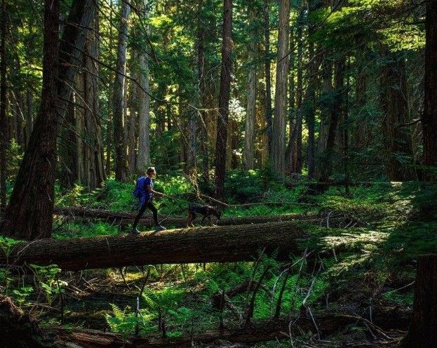 Forest hiker