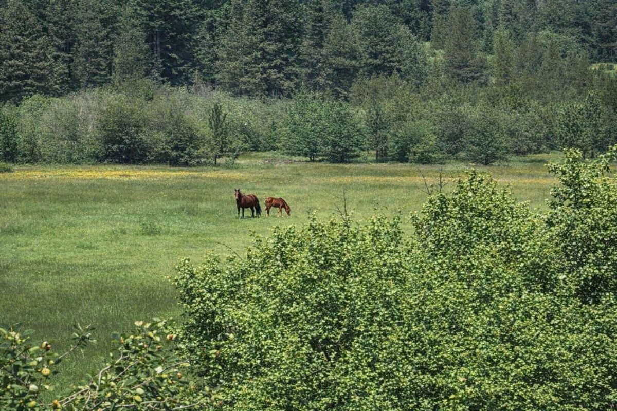 Horses grazing on Benewah Creek