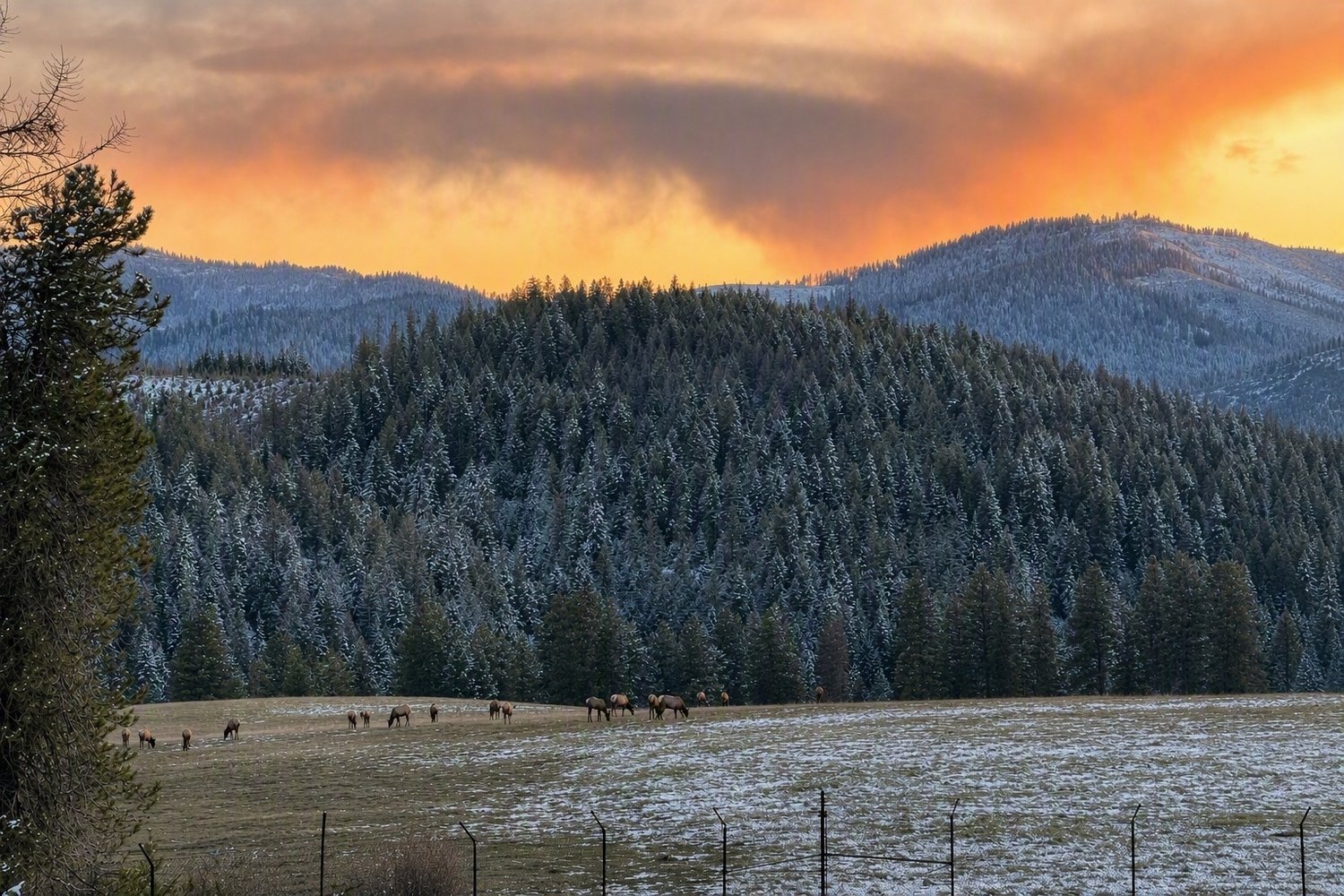 Elk grazing in the west meadow at sunset below the ridgeline view at Benewah Estate.