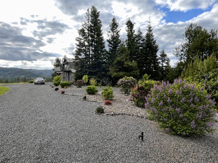 Gravel approach to the residence past mature landscape beds and lilacs