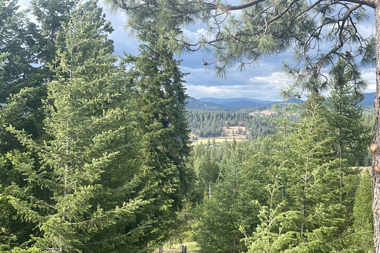 View down the center of Benewah Valley, framed by the retained conifers around the residence
