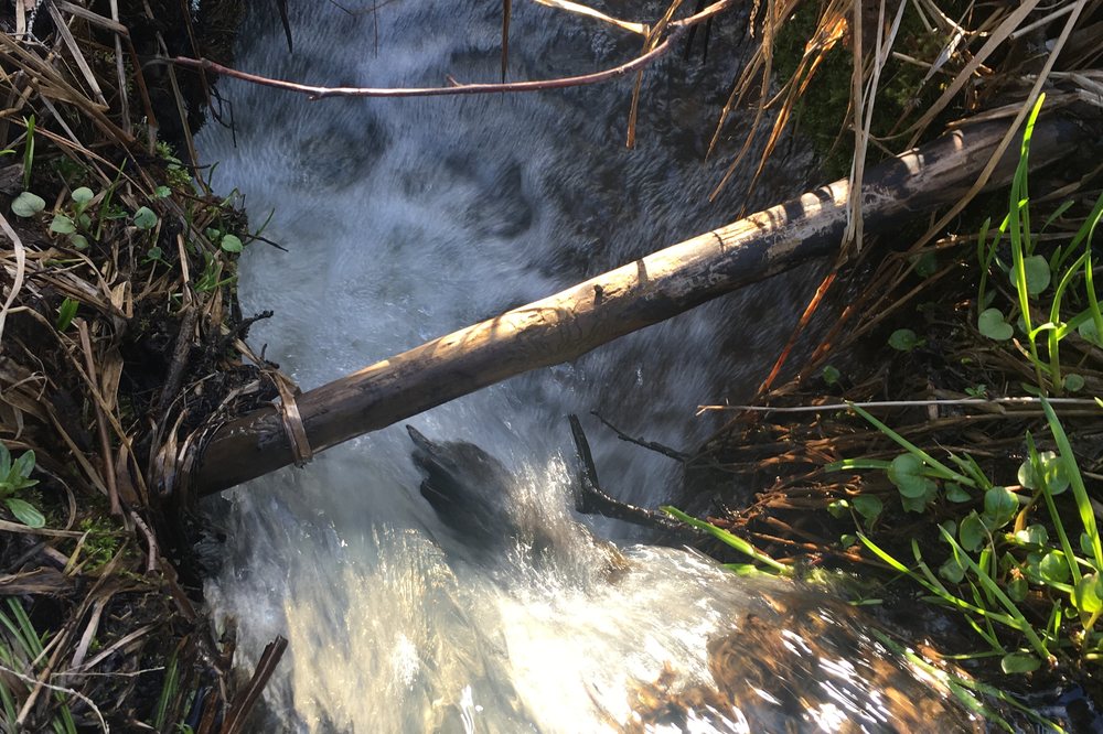 Seasonal creek on the estate