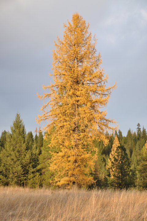 Western Larch turning gold in autumn