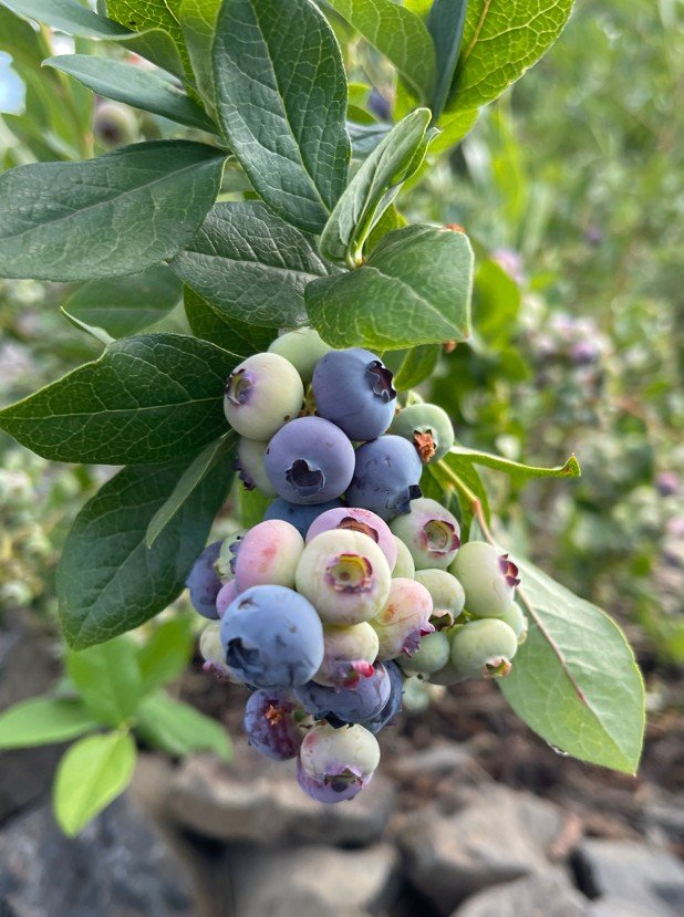 Estate blueberry bushes