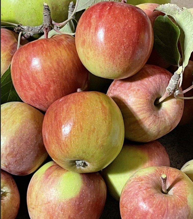 Honeycrisp apples