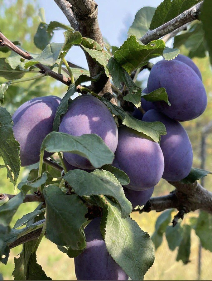 Plum tree in fruit