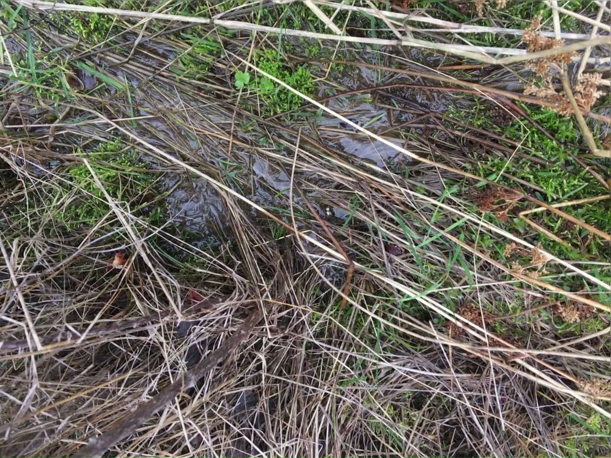 Artesian spring surfacing on the estate