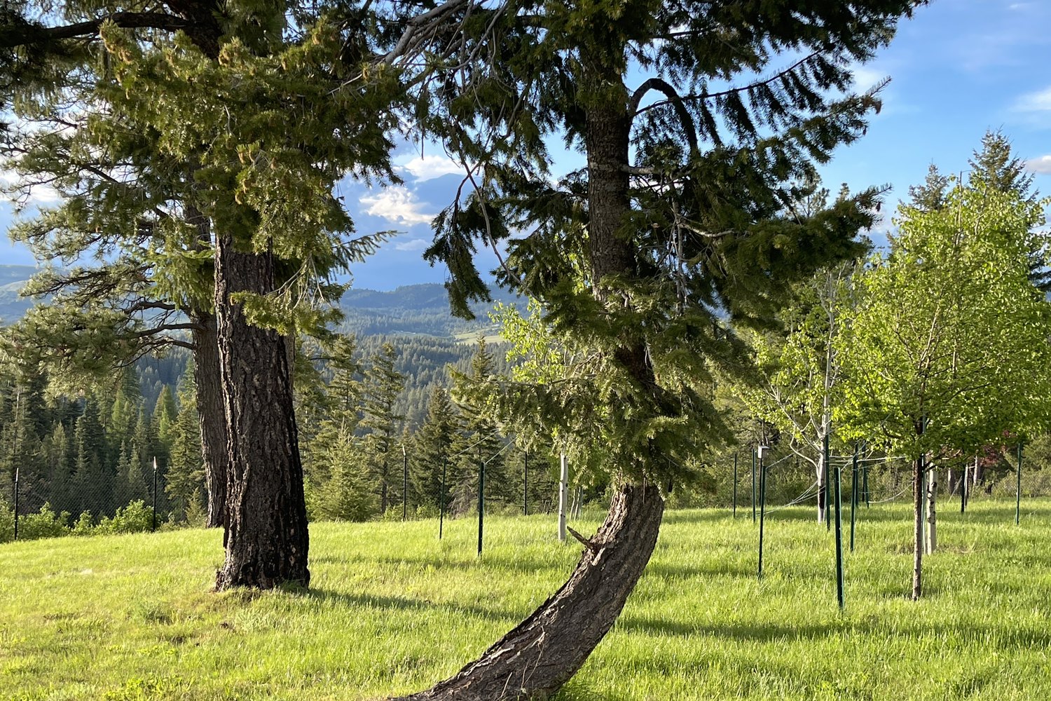 Spring across the estate — Ponderosa and fresh green on the ridgeline