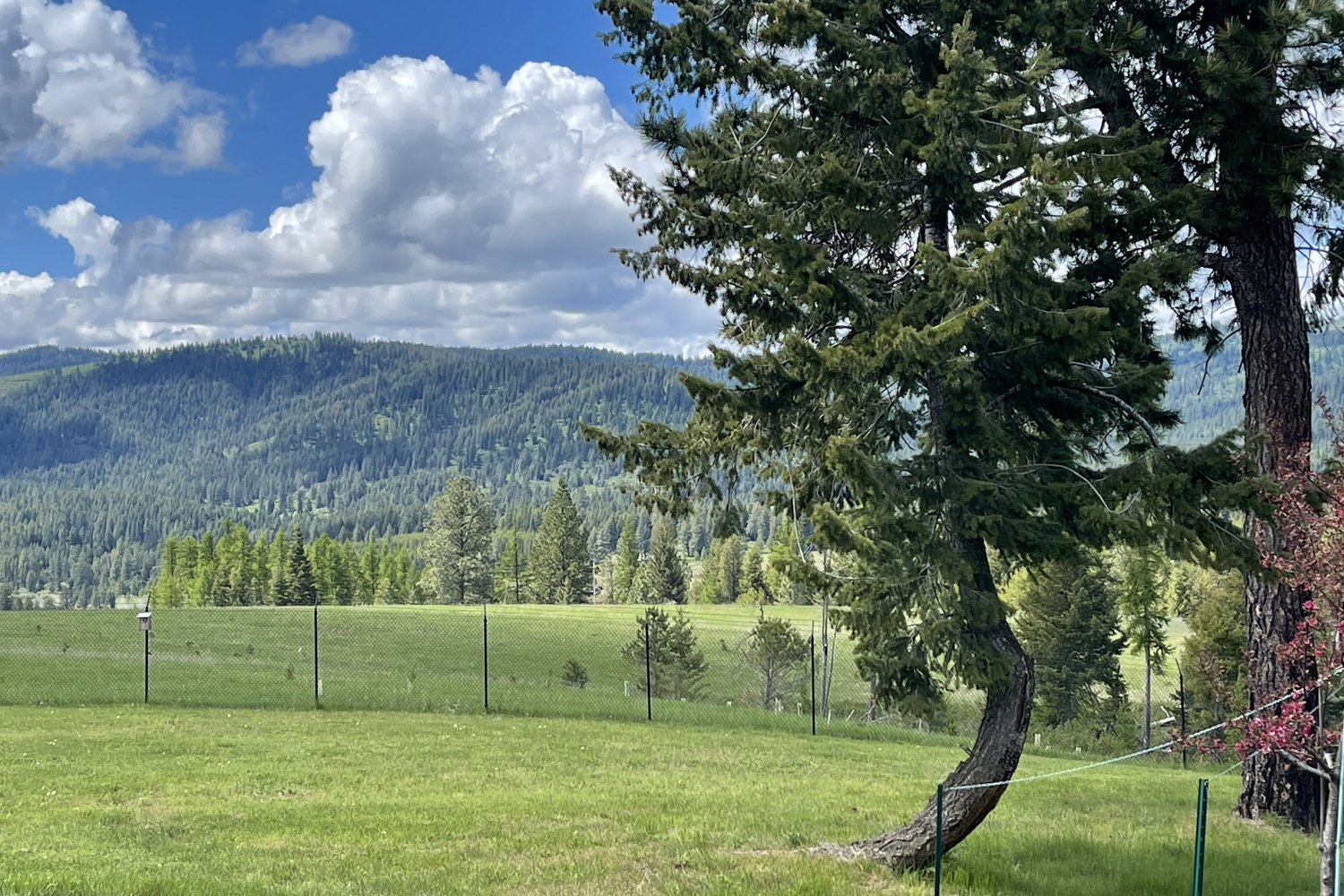 Summer — the back yard in full canopy