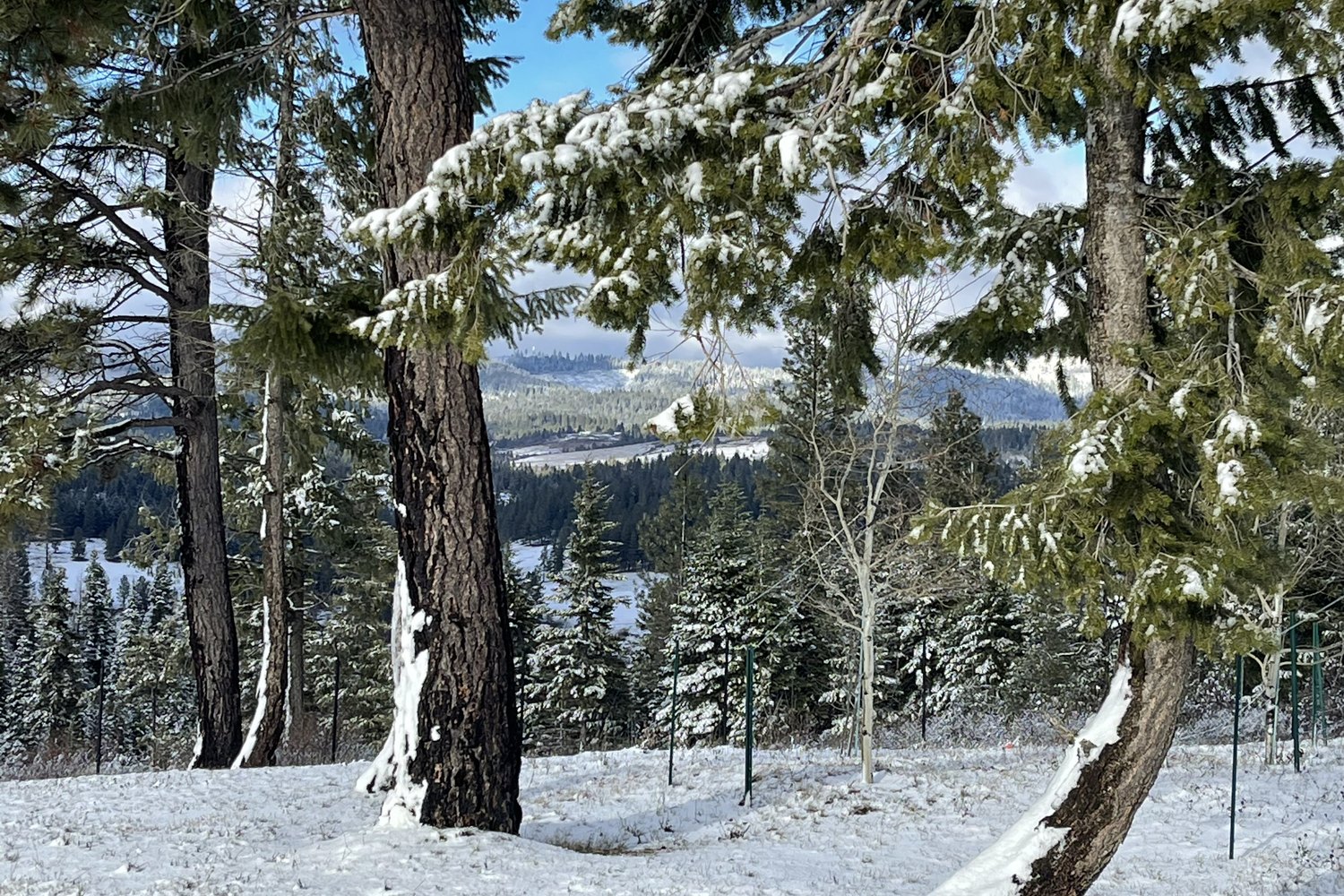 Winter — the back yard under unbroken snowpack