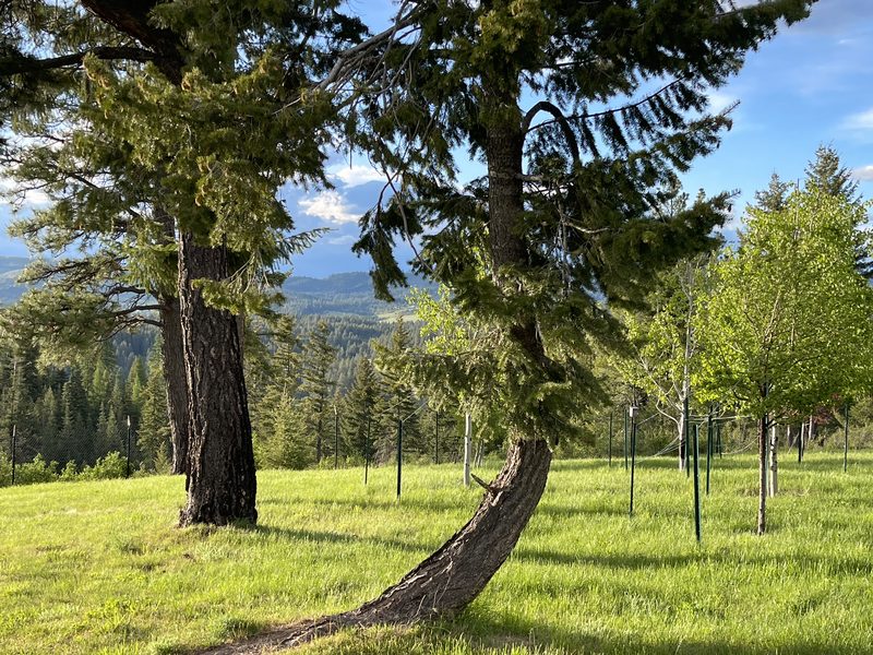 Spring from the rear of the residence: mature pines and young fenced trees above a forested valley