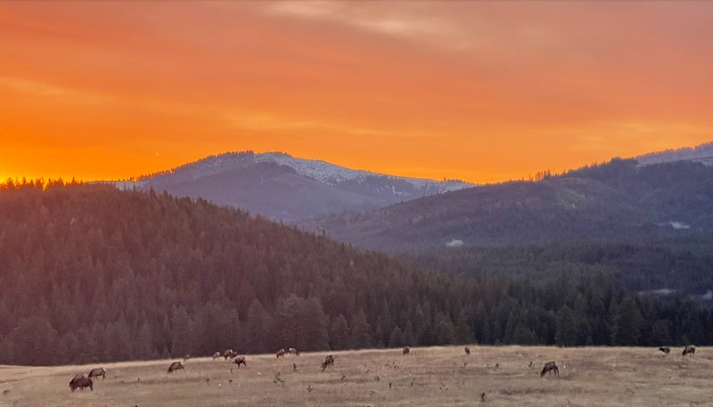 Elk grazing in the west meadow below forested ridgelines at sunset, seen from the residence