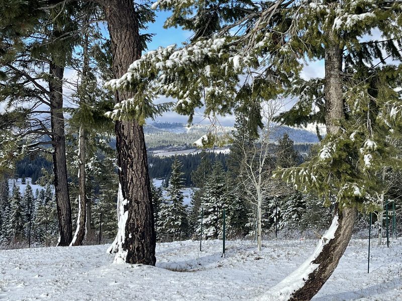 Winter from the rear of the residence: snow-dusted pines above a snowy valley and distant ridges