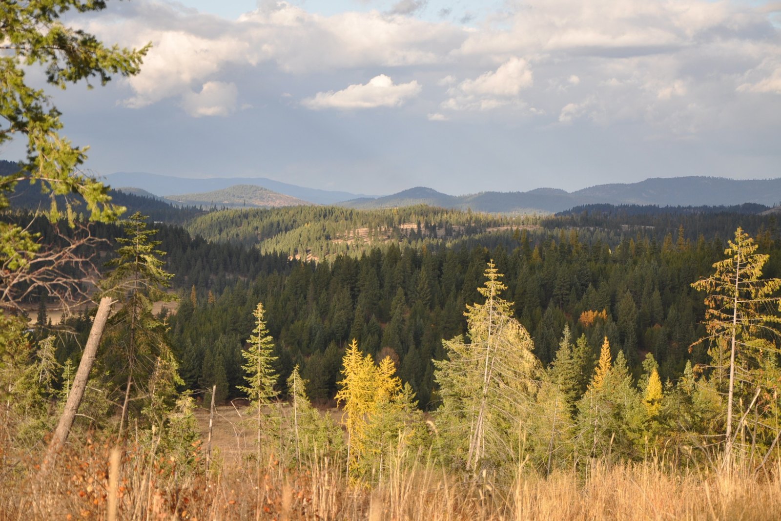 The view down Benewah Valley across nine successive ridgelines, framed by fall larches