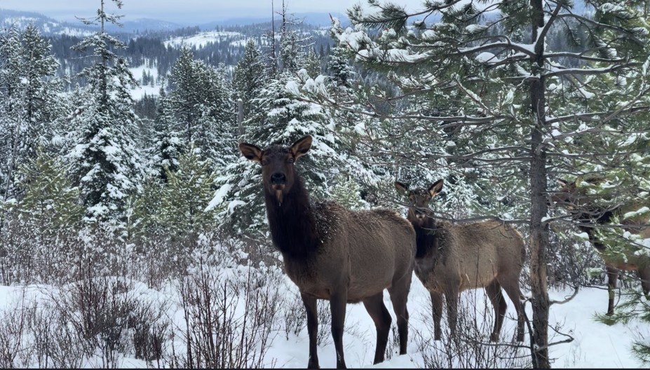 Two elk in fresh snow against the ~40 mile Benewah Valley view from the residence backyard
