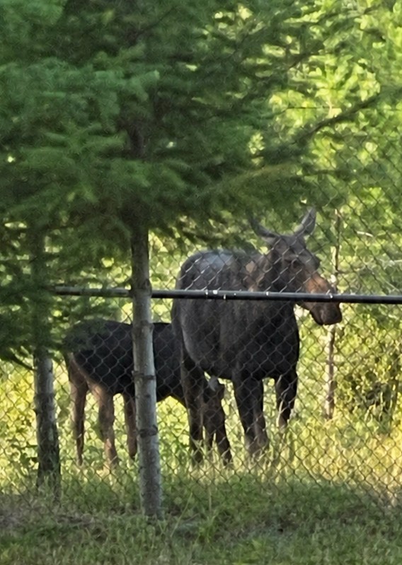 Cow moose and calf standing beneath conifers near the North Idaho estate residence